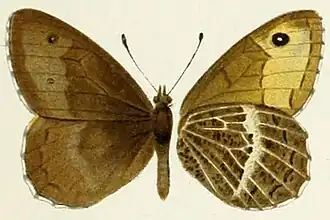 Бархатница автоноя