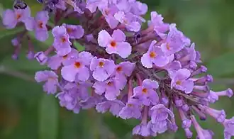Buddleja davidii — Буддлея Давида