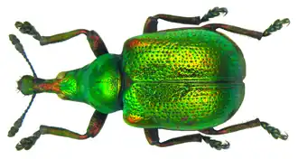Byctiscus betulae