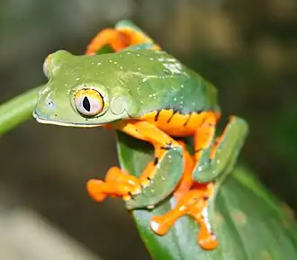 Причудливая квакша