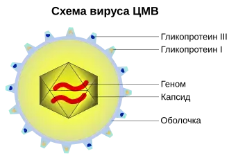 Схематичное представление вирусной частицы CMV