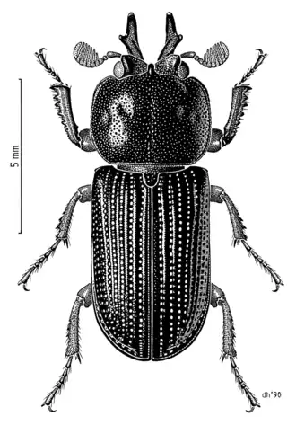 Syndesus cornutus