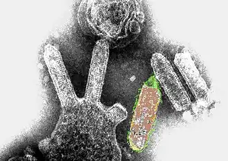 Цветная просвечивающая электронная микрофотография австралийского лиссавируса летучей мыши. Объекты, похожие на пули, представляют собой вирионы, и некоторые из них отпочковываются от клетки.