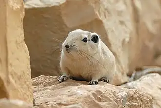 Пустынный гунди