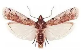 Огнёвка кактусовая