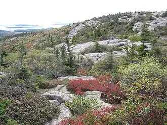 Склон горы Кадиллак