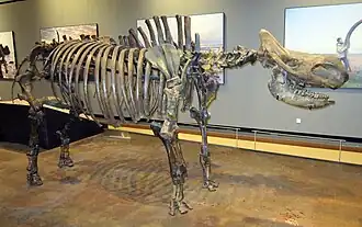 Скелет Caementodon caucasicum