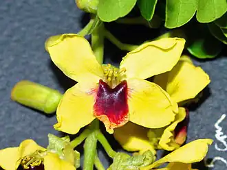 Фернамбуковое дерево