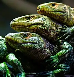 Dracaena guianensis. На фотографии видна барабанная перепонка