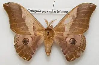 Павлиноглазка японская