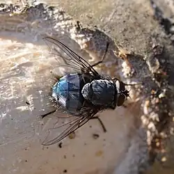 Calliphora vicina вид сверху.