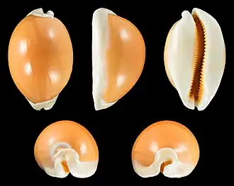 Раковина моллюска