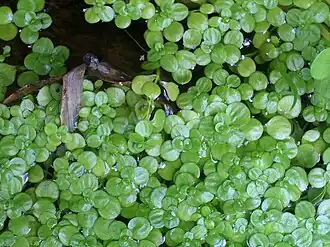 Болотник прудовой (Callitriche stagnalis)