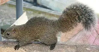 Краснобрюхая белка