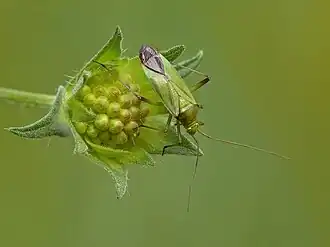 Слепняк Calocoris affinis на соцветии короставника полевого (Knautia arvensis)