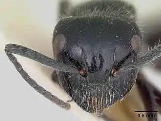 Муравей Calomyrmex albertisi