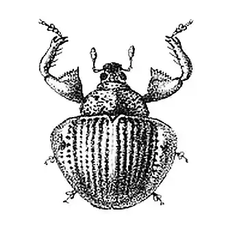 Camarotus singularis