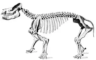 Скелет Coryphodon radians