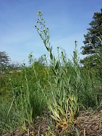 Рыжик мелкоплодный (Camelina microcarpa)