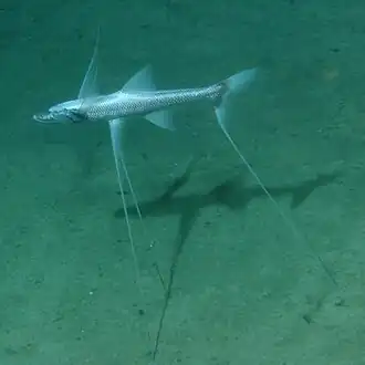 Ходульный бентозавр