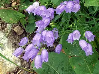 Колокольчик дернистый (Campanula cespitosa)