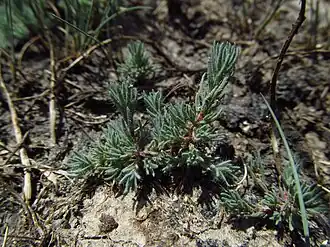 Камфоросма однолетняя (Camphorosma annua)