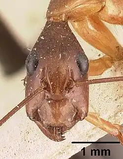 Рабочий Camponotus dufouri