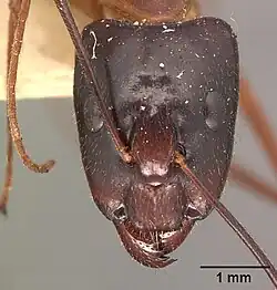 Солдат Camponotus dufouri