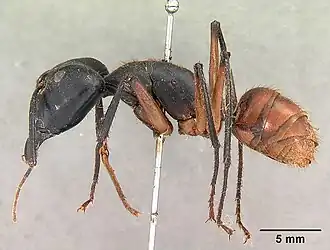 Dinomyrmex gigas borneensis