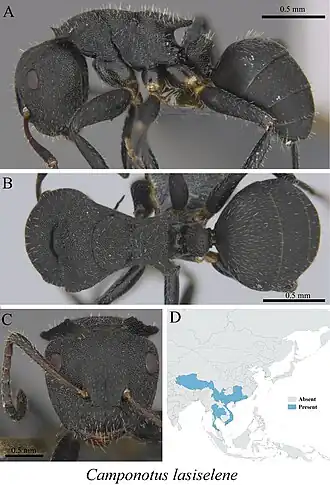 Camponotus lasiselene