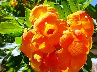 Кампсис укореняющийся