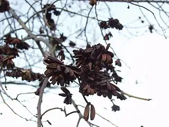 Camptotheca acuminata в парке г. Адлер. Январь 2010 г.