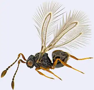 Camptoptera matcheta