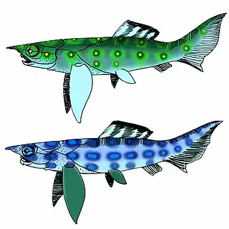 Реконструкции Camuropiscis laidlawi и C. concinnus