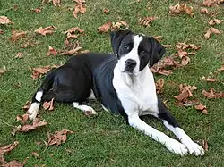 Канадский пойнтер