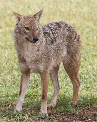 Шакал в парке Яркон в Тель-Авиве