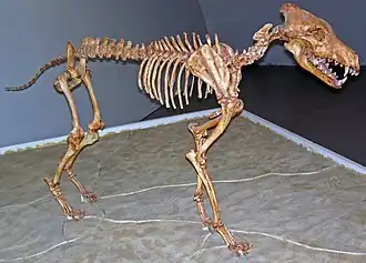 Смонтированный скелет в Музее естественной истории Штернберга