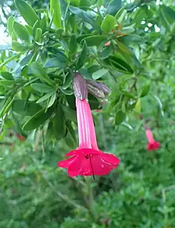 Ботанический сад Сан-Франциско[англ.]