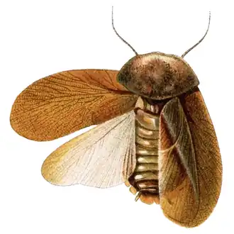 самка Compsodes cucullatus