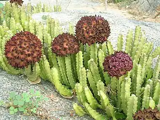 Типовой вид Desmidorchis retrospiciens