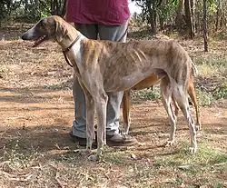 Мудхолская гончая (Пашми)