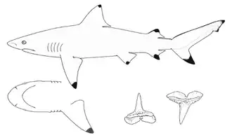 Carcharhinus leiodon