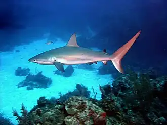 Carcharhinus perezii12 ноября 2015