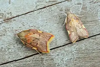 Пелеоподиды