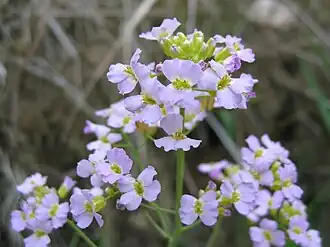 Резуховидка песчаная