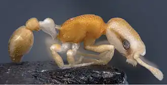 Cardiocondyla pirata