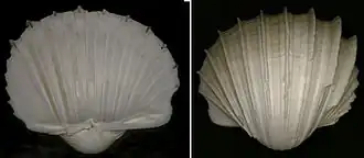 Ребристая сердцевидка