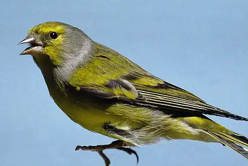 Carduelis citrinella