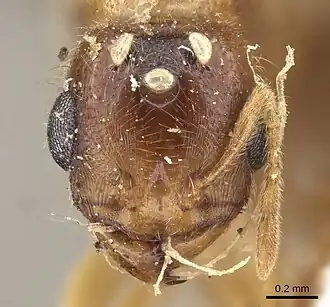 Carebara bengalensis