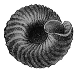 Раковина снизу